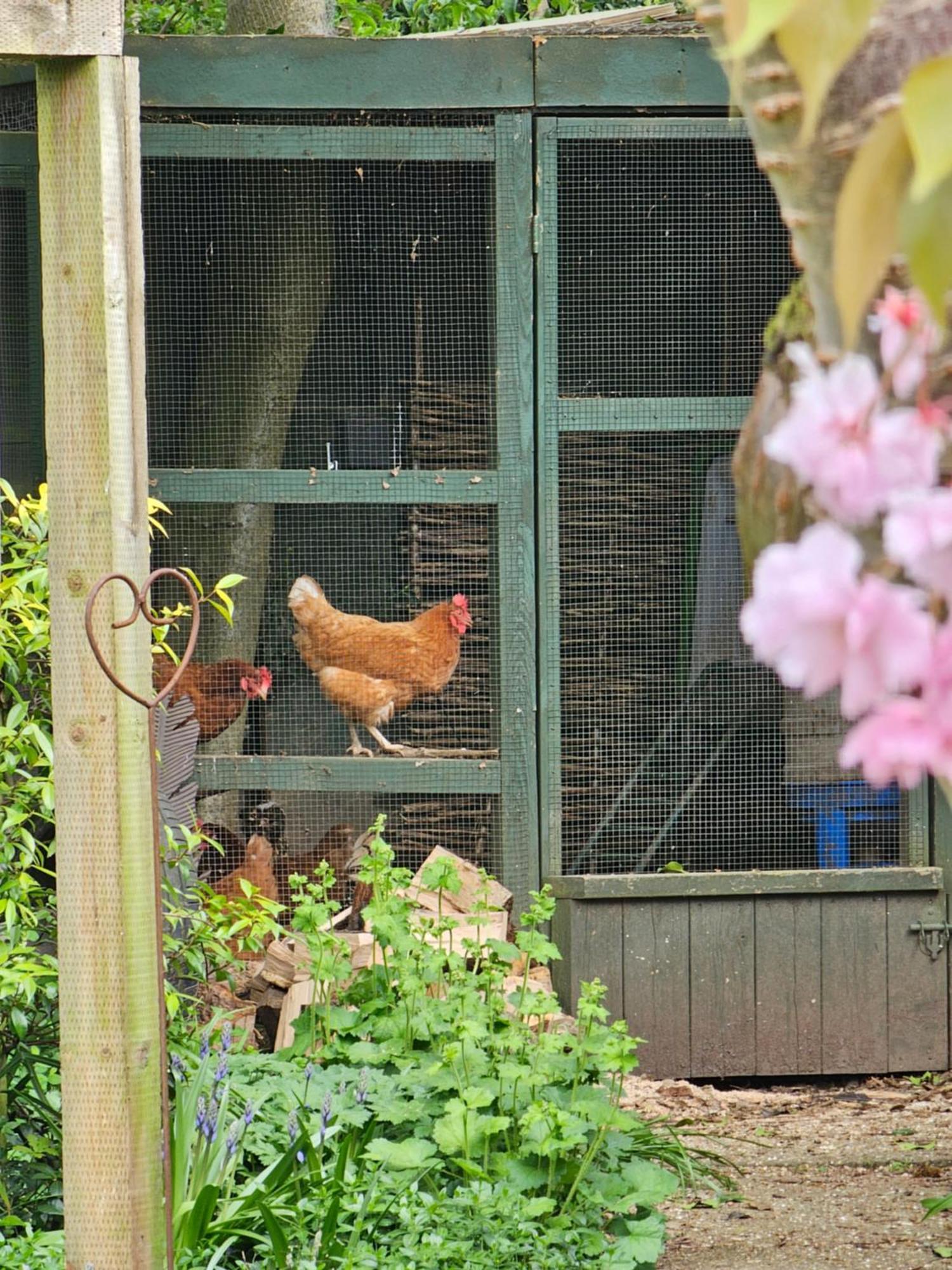 Luxury Self Catering With Cosy Cabin & Sauna In Colchester Zewnętrze zdjęcie